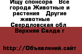 Ищу спонсора - Все города Животные и растения » Другие животные   . Свердловская обл.,Верхняя Салда г.